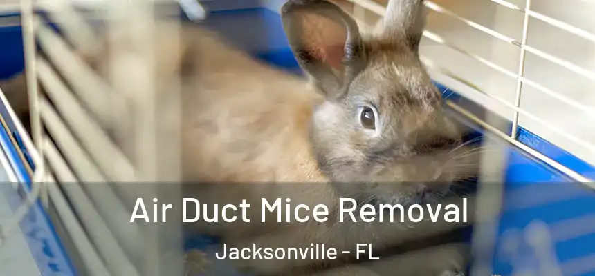  Air Duct Mice Removal Jacksonville - FL
